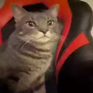 lost male cat luffy