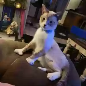 lost male cat yeti