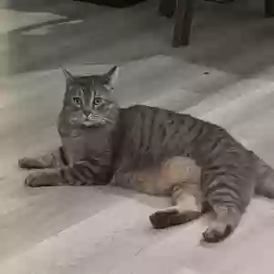 lost male cat mason