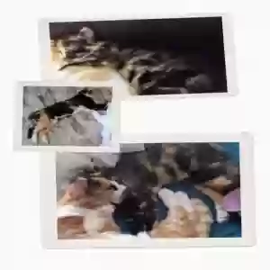 lost female cat piggy