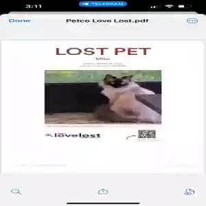 lost female cat mitzi