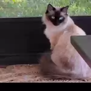 lost female cat mitzi