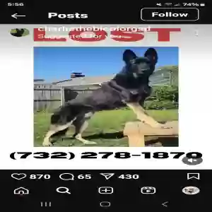 lost male dog charlie