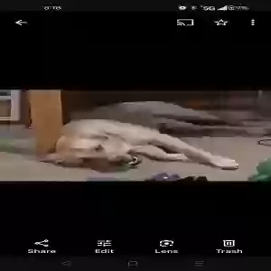 lost male dog bandit