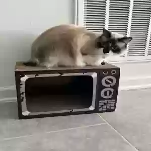 lost female cat luna