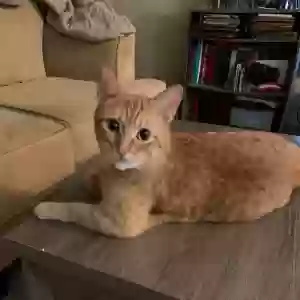 lost male cat otis