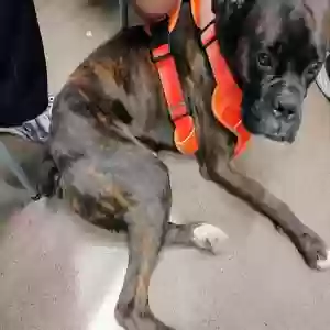 lost male dog creed