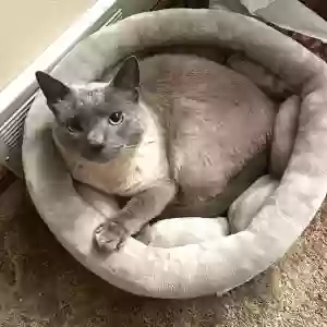 lost male cat spyro