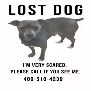 lost female dog cranberry