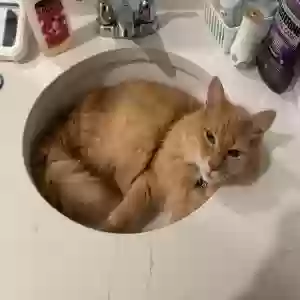 lost male cat link