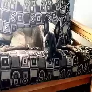 lost female dog zena