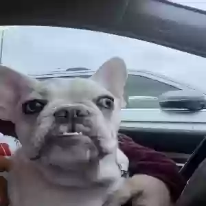 lost female dog snow white