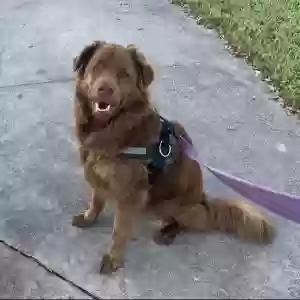 lost female dog nina