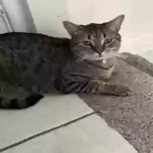 lost female cat baby cat