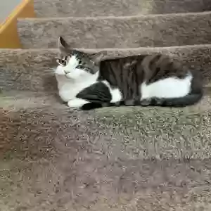 lost female cat meadow