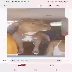 lost female dog kiss