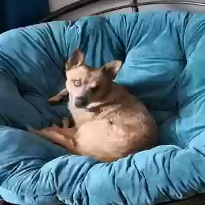 lost male dog weasel