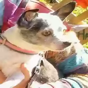 lost male dog sparky