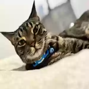 lost male cat kaloo
