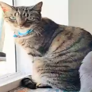 lost male cat kalooboi