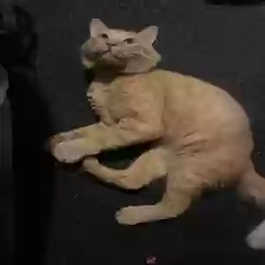 lost male cat unknown