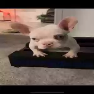 lost female dog pinky