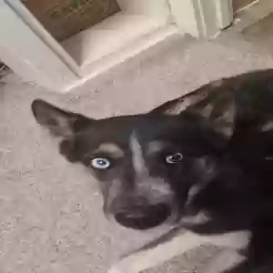 lost female dog jasmine