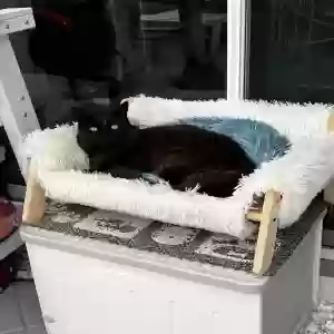 lost male cat taco