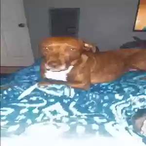 lost female dog madison