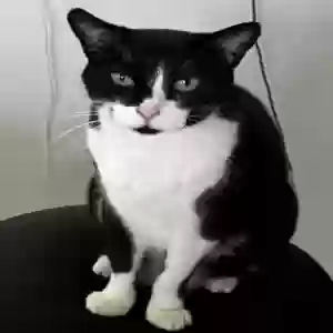 lost female cat lulu