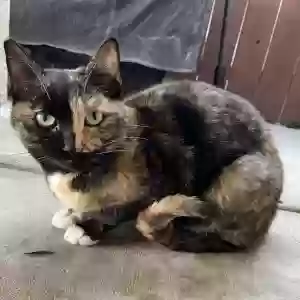 lost female cat pumpkin