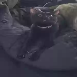 lost male cat brutus