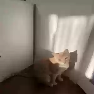 lost male cat leo