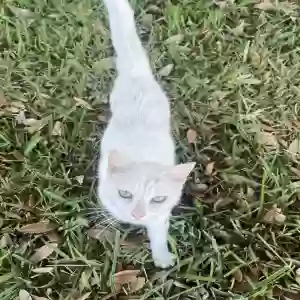 found female cat unknown