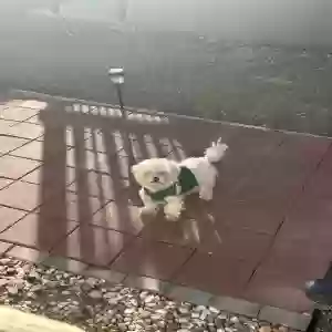 lost male dog milo
