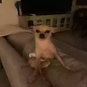 lost male dog taco