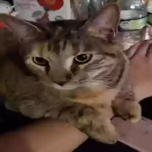 lost female cat cookie