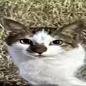 lost male cat simon