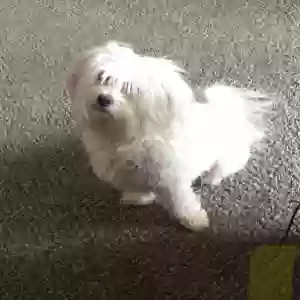lost female dog coco
