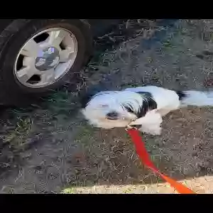 lost male dog spottie
