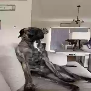 lost female dog brinlee