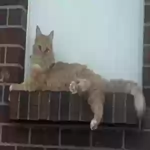 lost male cat garfield