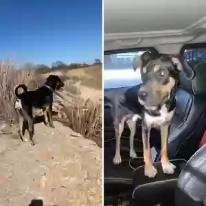 lost male dog paco