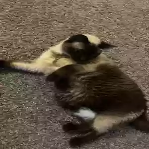 lost female cat myla