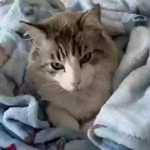 lost male cat ketchup