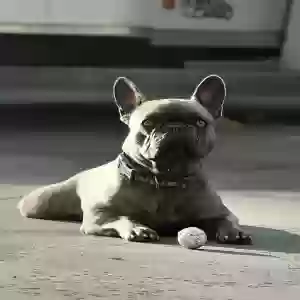 lost male dog yoda