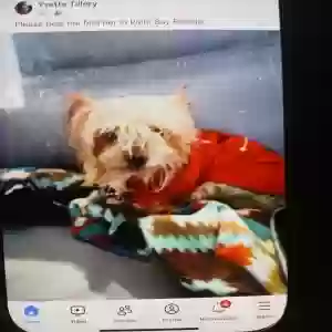 lost female dog gigi or lady