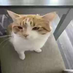 lost male cat simba