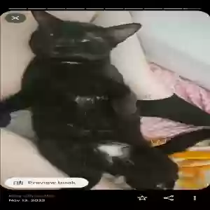 lost male cat black