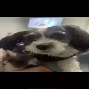 lost male dog louie